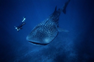 Requin baleine 